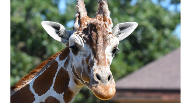 Como Zoo mourns loss of beloved giraffe, 'Skeeter' — KARE 11 Local — Gopher
