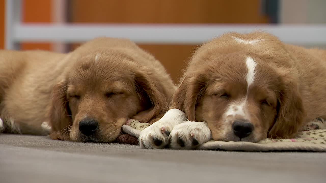 36 dogs rescued from unlicensed breeder in Cass County — Maple Grove Community news
